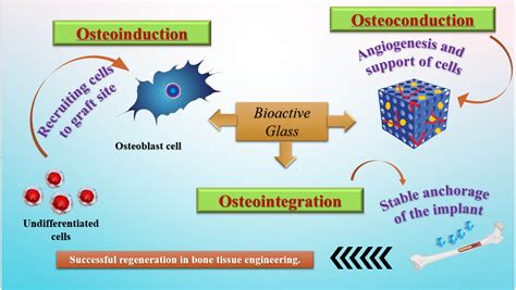  Bioglass Voor Beenherstel En Weefselregeneratie: Een Wondermateriaal?