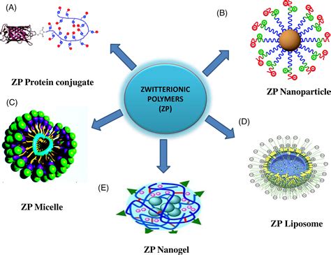  Zwitterionische Polymeren: De Toekomst van Biocompatibelheid en Wateroplosbaarheid!